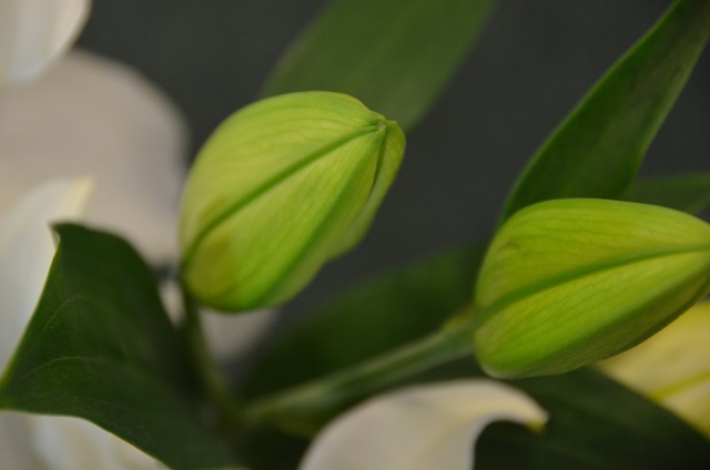 DSC_2358.JPG