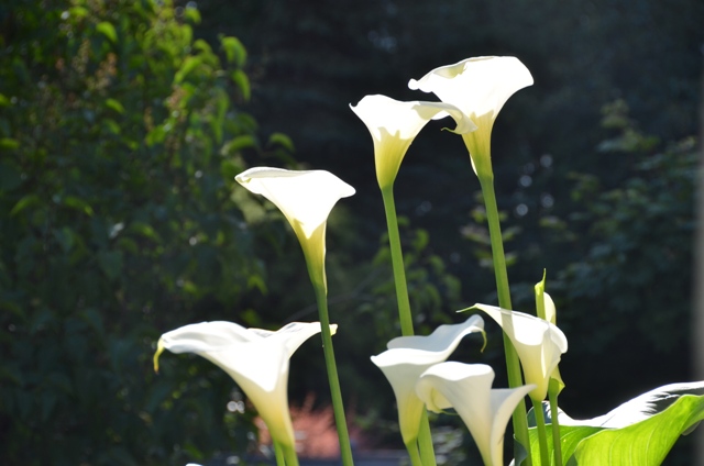 DSC_6331.JPG