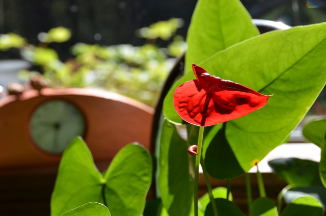 DSC_5979.JPG