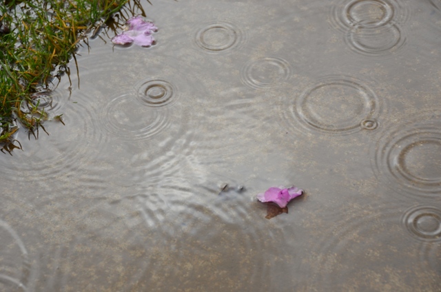 DSC_3782.JPG