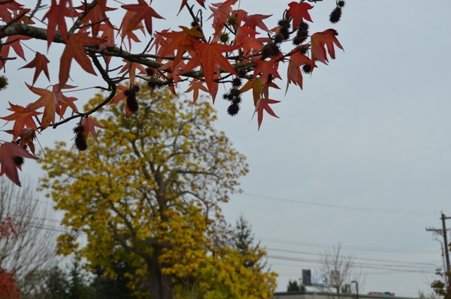 DSC_9595.JPG