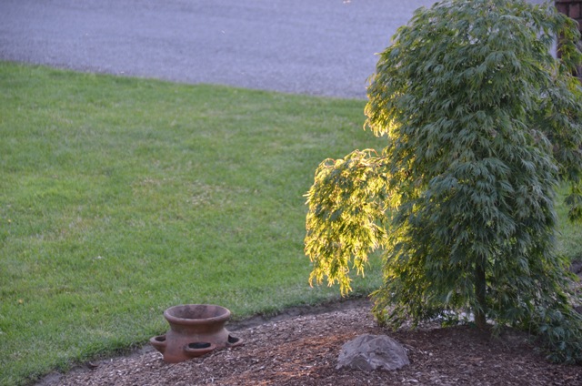 DSC_6871.JPG
