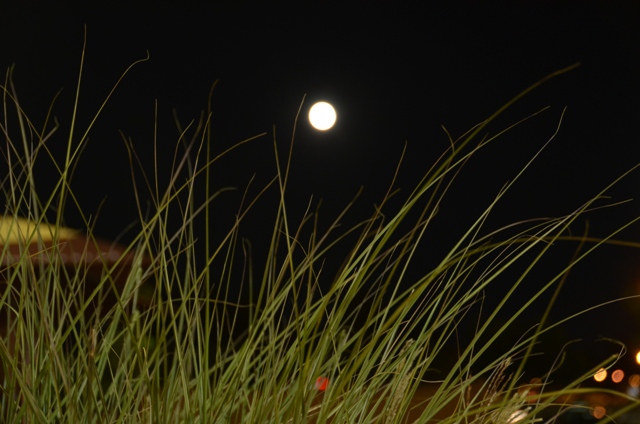 DSC_3611.JPG