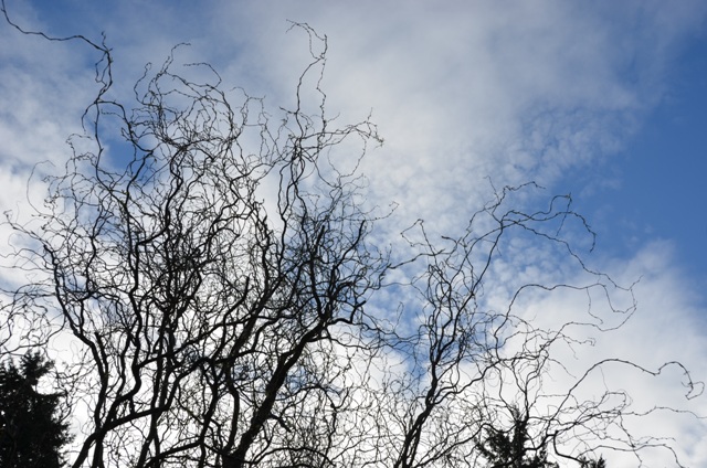 DSC_0971.JPG