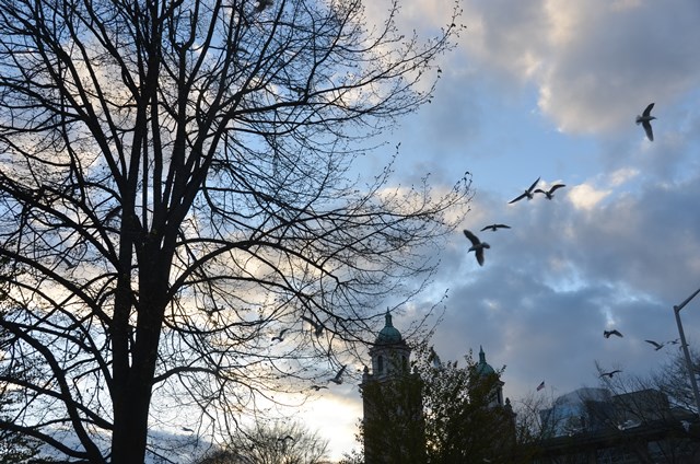 DSC_1529.JPG