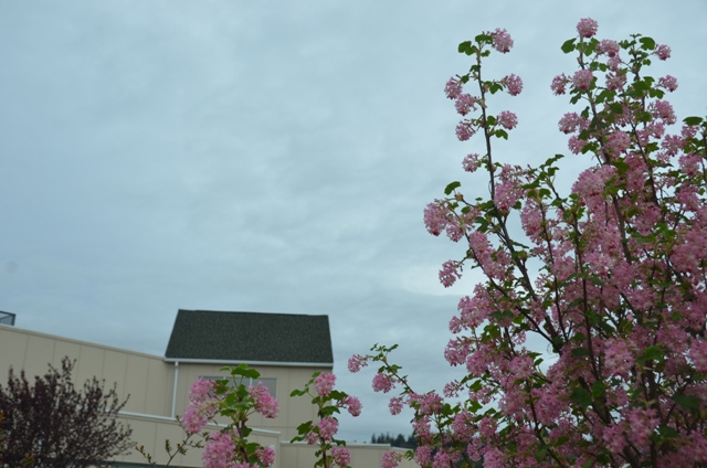 DSC_2930.JPG