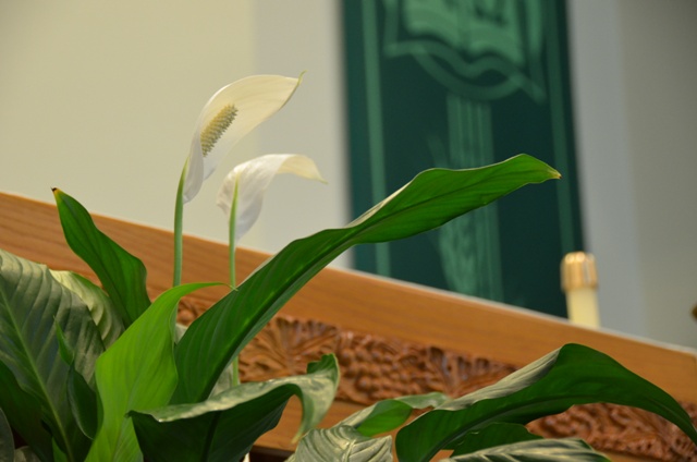 DSC_1829.JPG