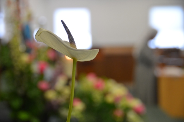 DSC_7026.JPG